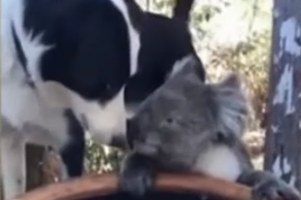 Cane con un koala