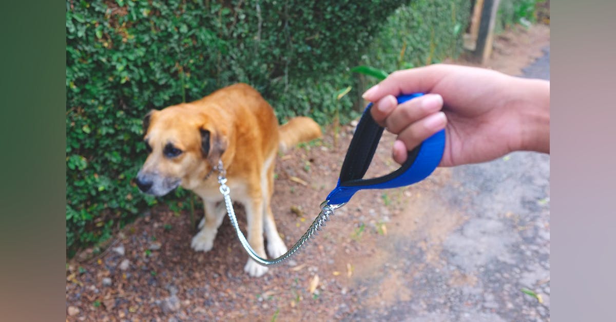 Il tuo cane ha la diarrea? Ecco come risolverla senza farmaci