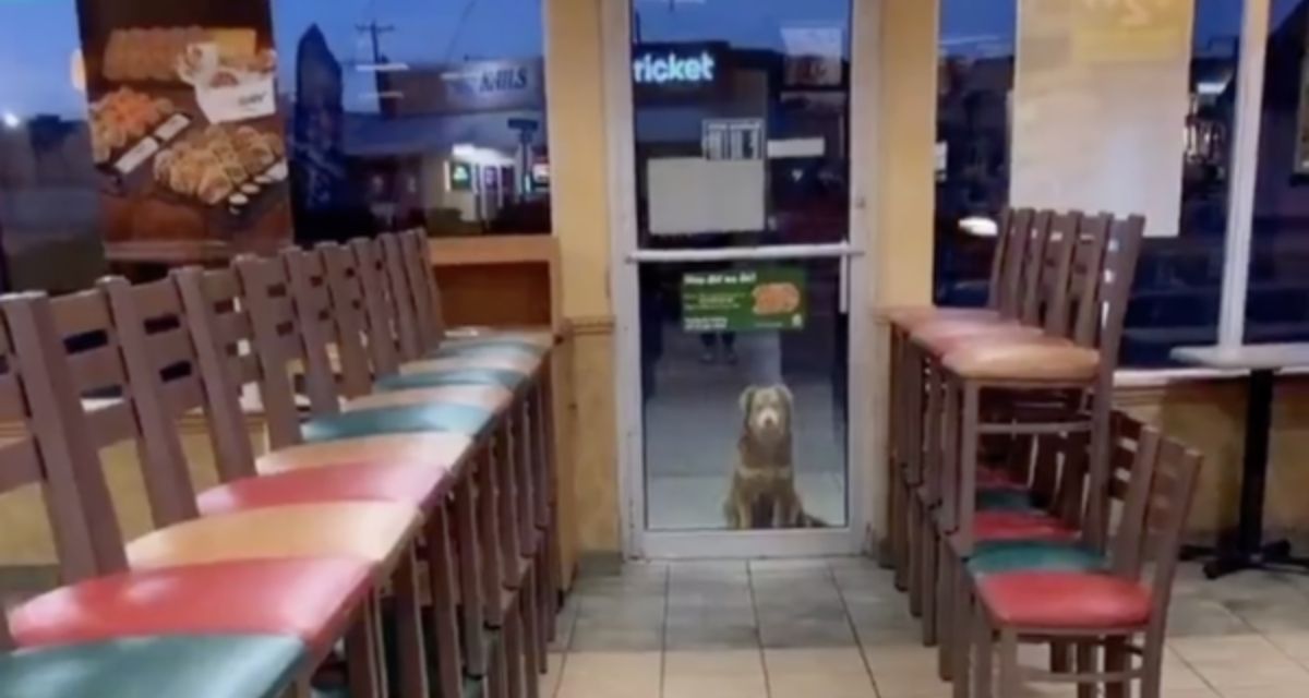 Subway Sally, il cane che ogni sera aspetta uno snack da Subway