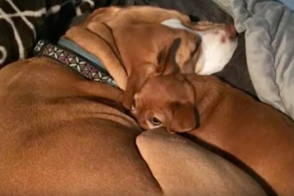 Due cani che dormono insieme