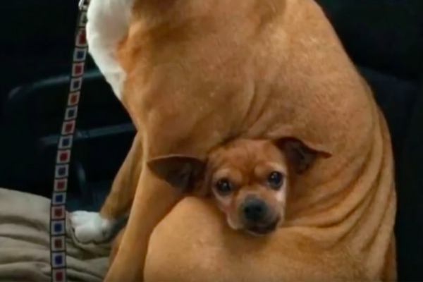 Cane abbracciato ad un altro cane