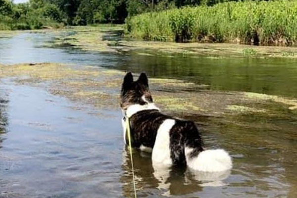 Cane in un lago