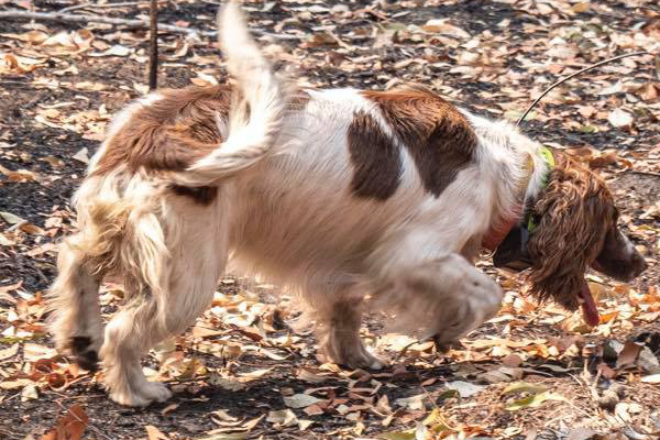 Cane che fiuta