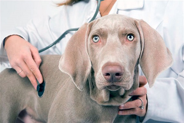 cane dal veterinario