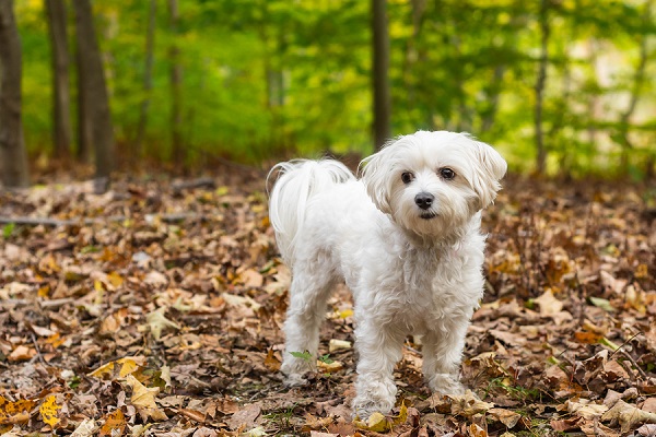 cane nel bosco