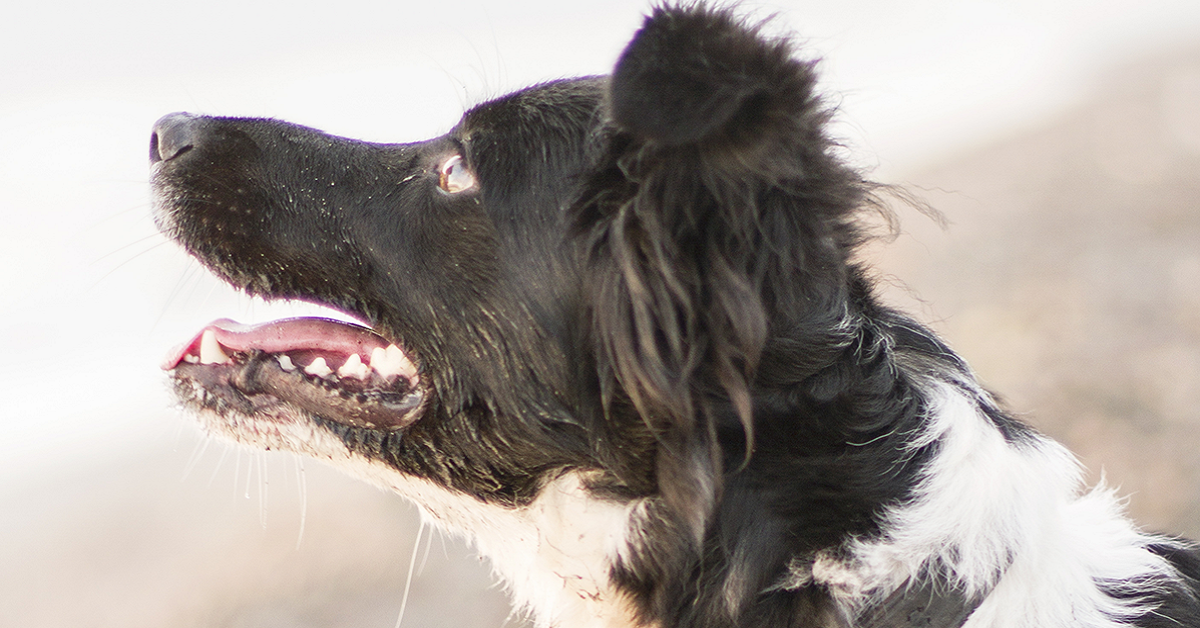 Tricocefali nel cane: cause, sintomi, diagnosi e cura