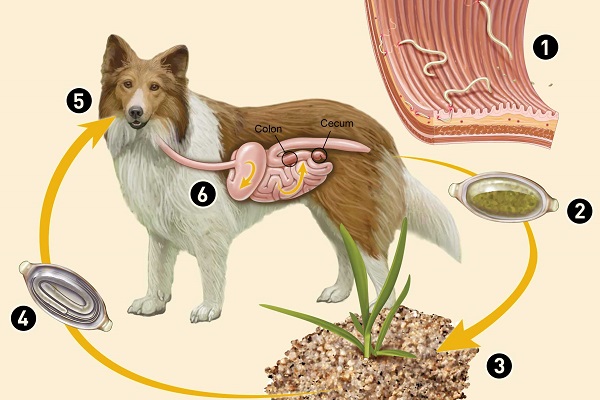 processo di infezione da tricocefali nel cane