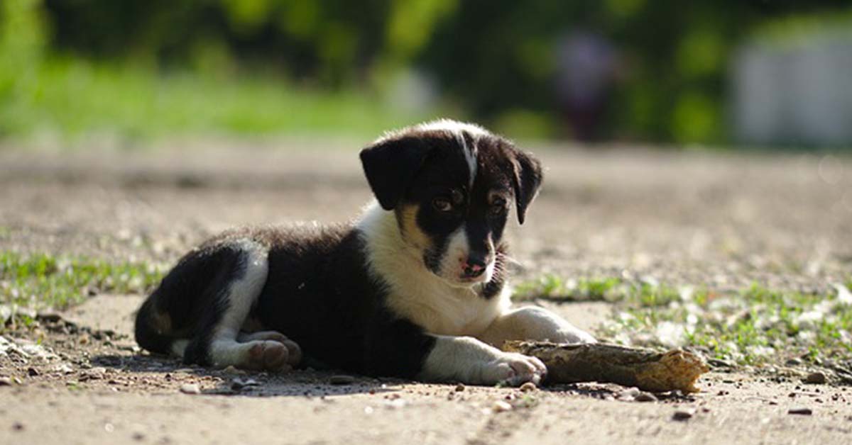 Uretere ectopico nel cane: cause, sintomi e trattamento