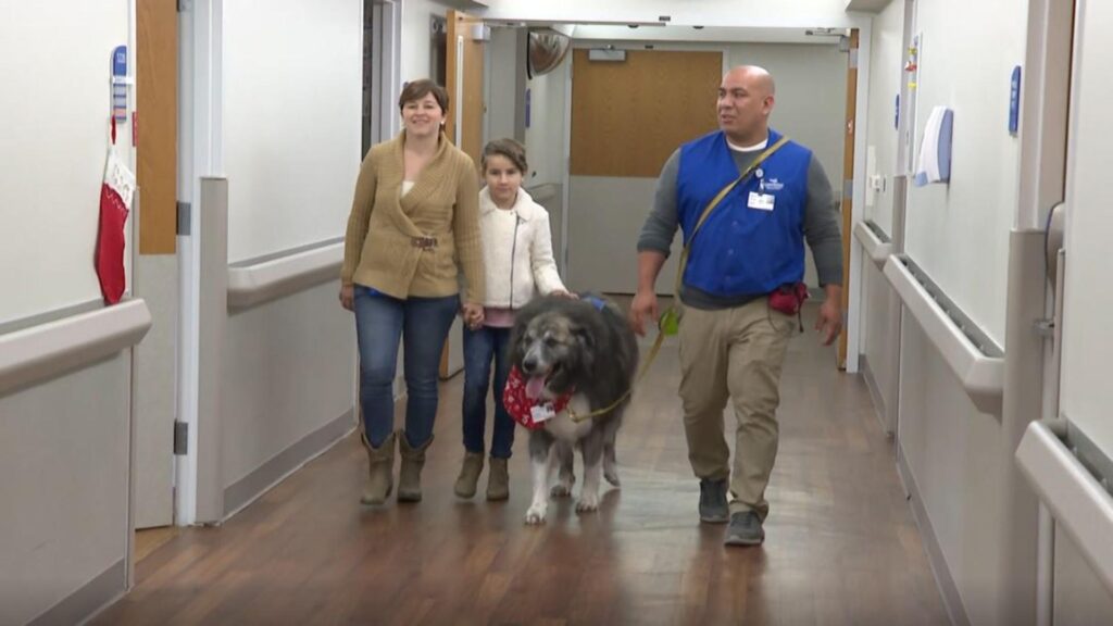 Wookie pet therapy