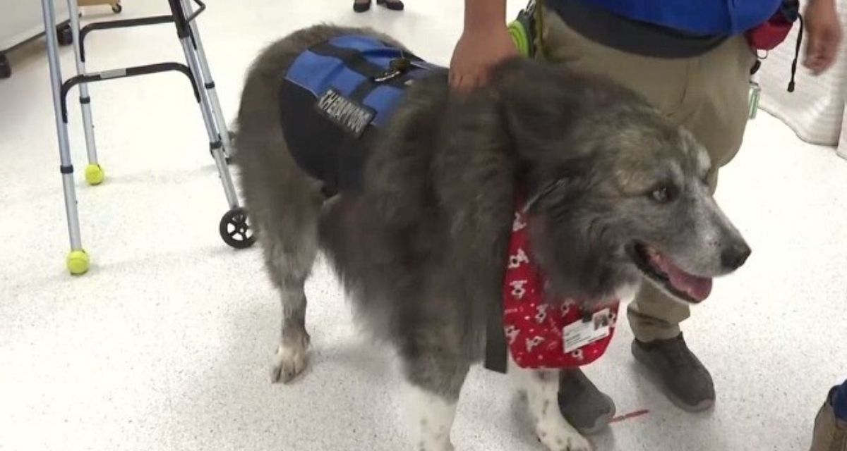 Wookie, il “gigante buono” della pet theraphy