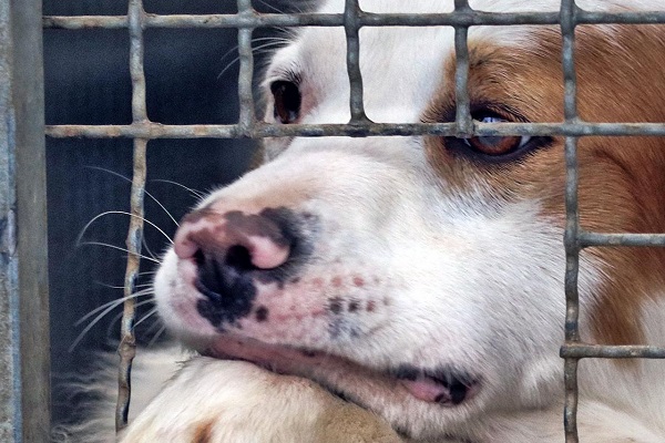 cane in gabbia triste