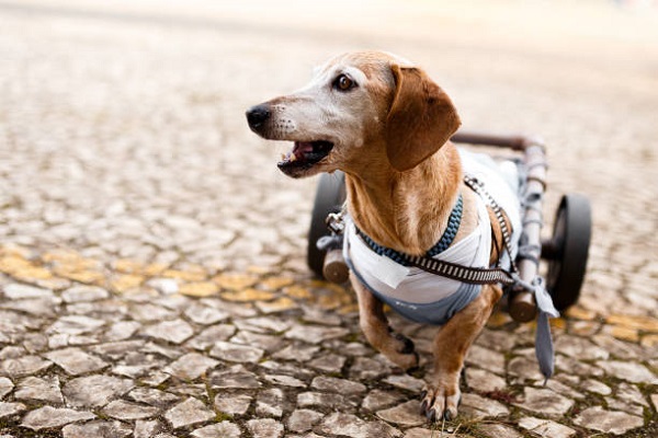 cucciolo di cane paralizzato