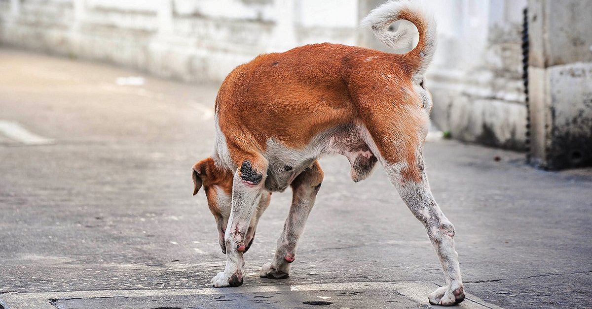 Amputazione nel cane: quando serve e perché ricorrervi