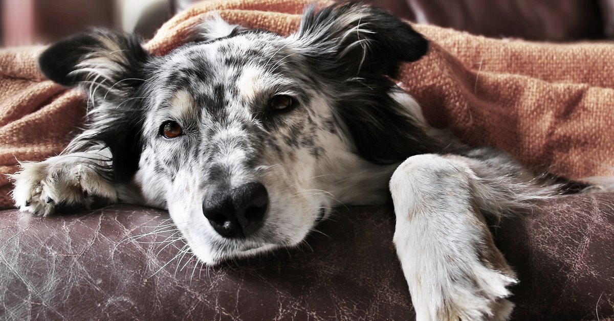 Arteriosclerosi nel cane: cos’è e cosa sapere