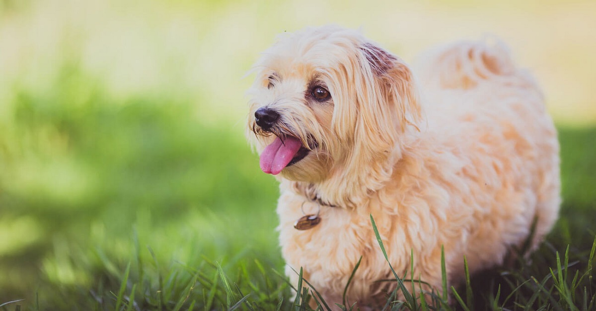 cane in campagna