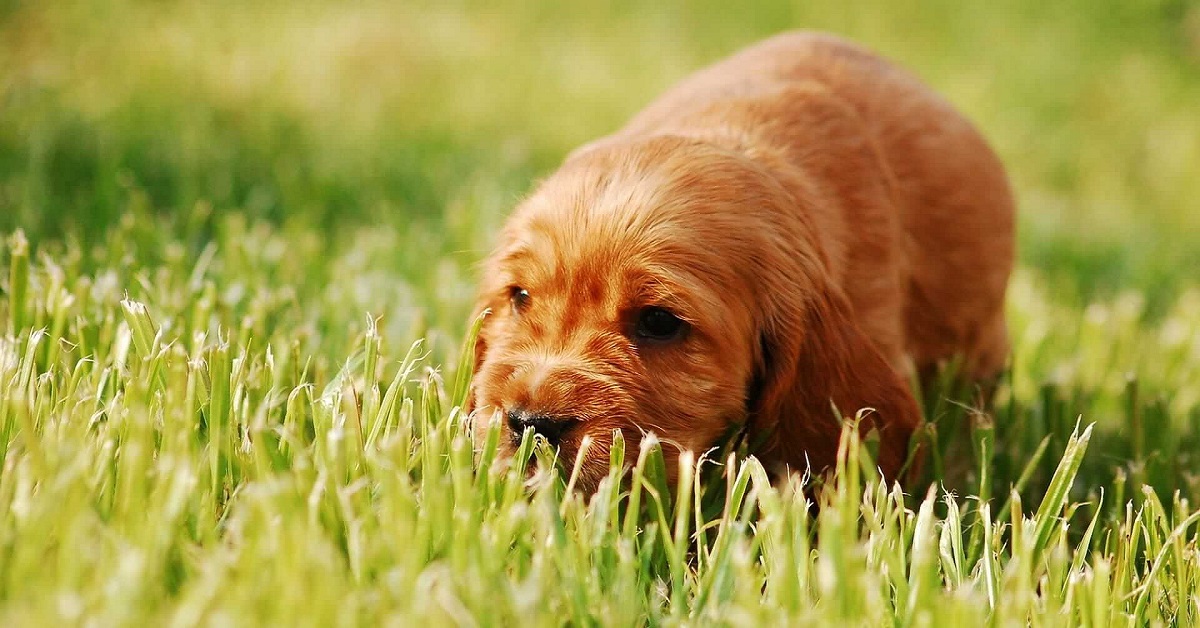 cucciolo di cane odora