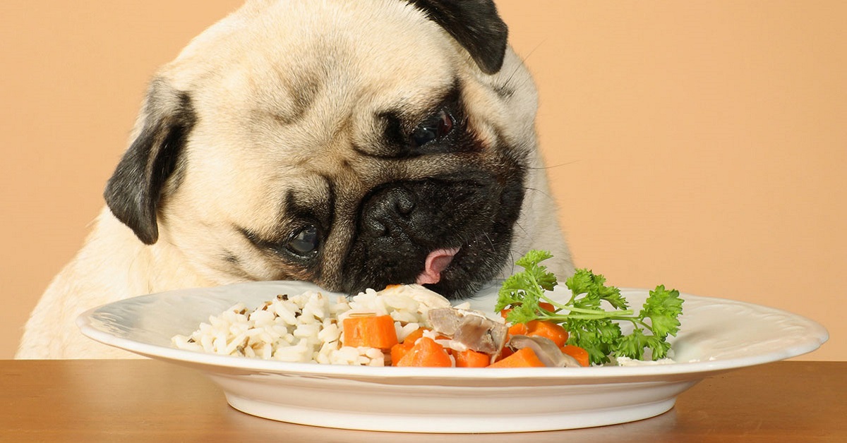 cane mangia riso e carote