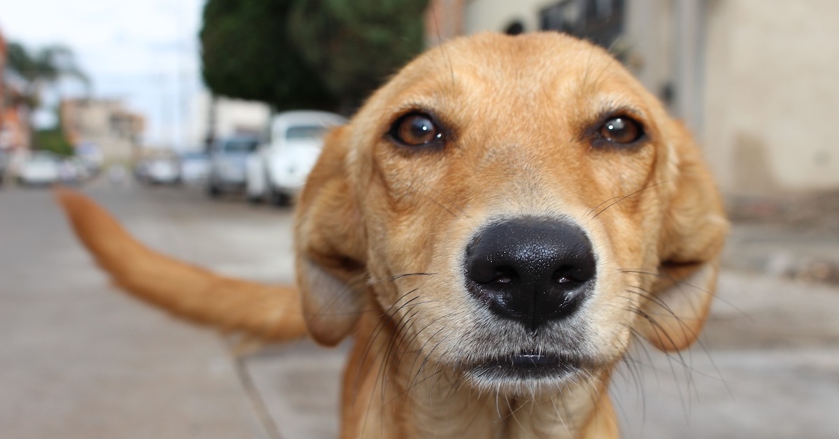 I cani possono sentire il diabete? E come fanno?