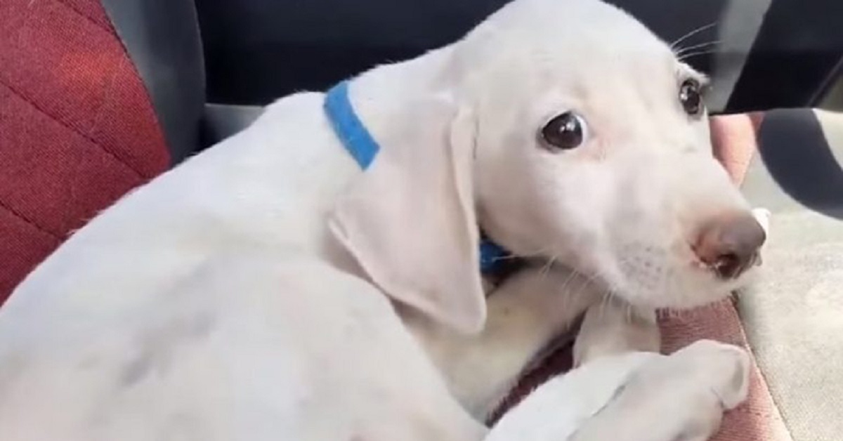 Cane abbandonato affida la sua salvezza al proprio dolce sguardo