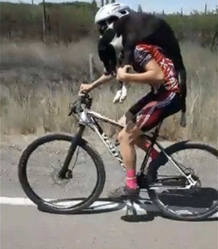 cane-argentina-ciclista