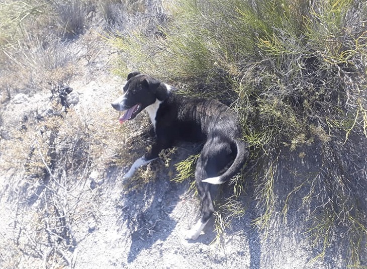 cane-argentina-stanco