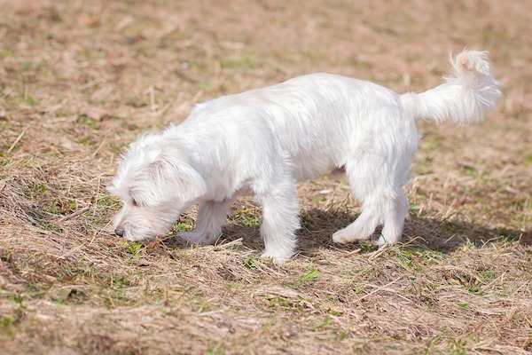 cane che annusa