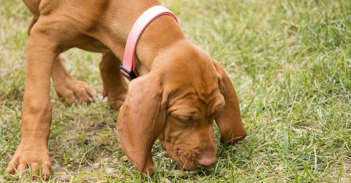 I cani riconoscono la loro cacca? E come?