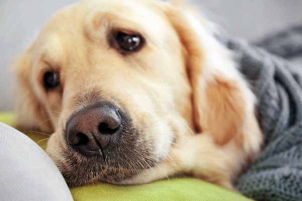 cane labrador