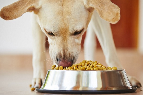 cane che mangia dalla ciotola