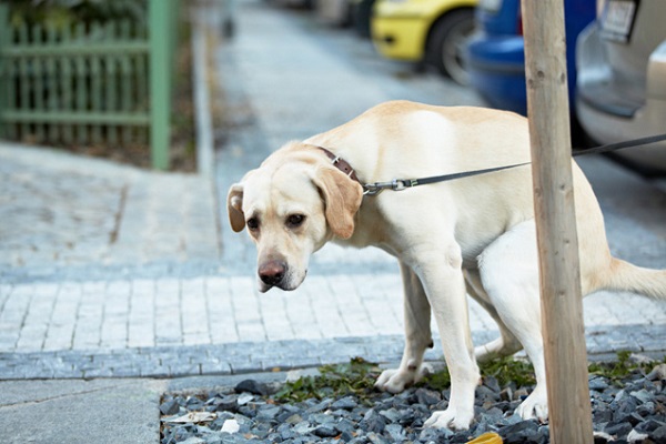 cane che fa la cacca