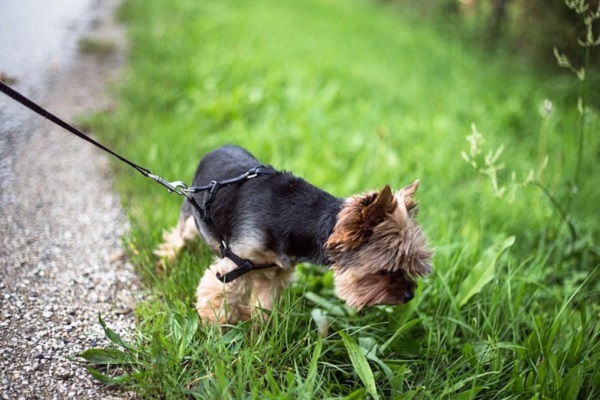 cane a passeggio