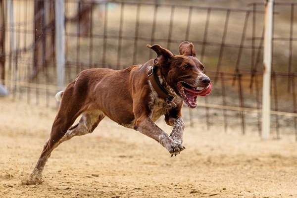 cane che corre