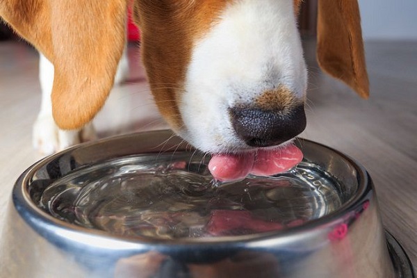 cane beve acqua