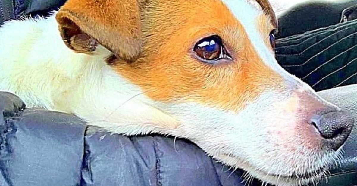 Cane chiuso dentro una valigia viene gettato giù da una collina