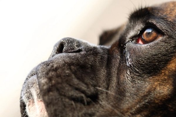 come funzionano gli occhi del cane