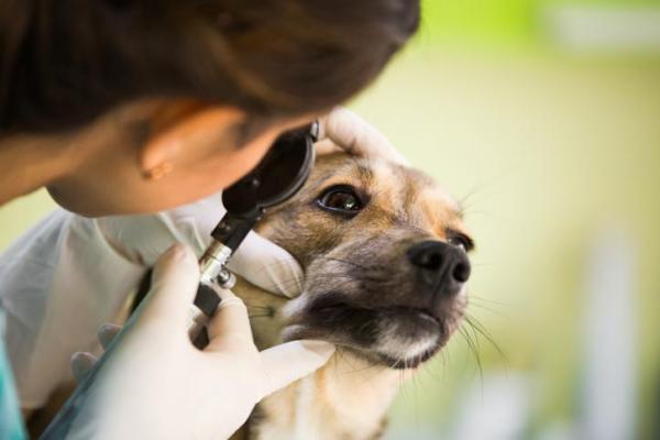 visita oculistica del cane