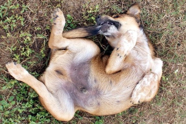 disturbo ossessivo compulsivo nel cane