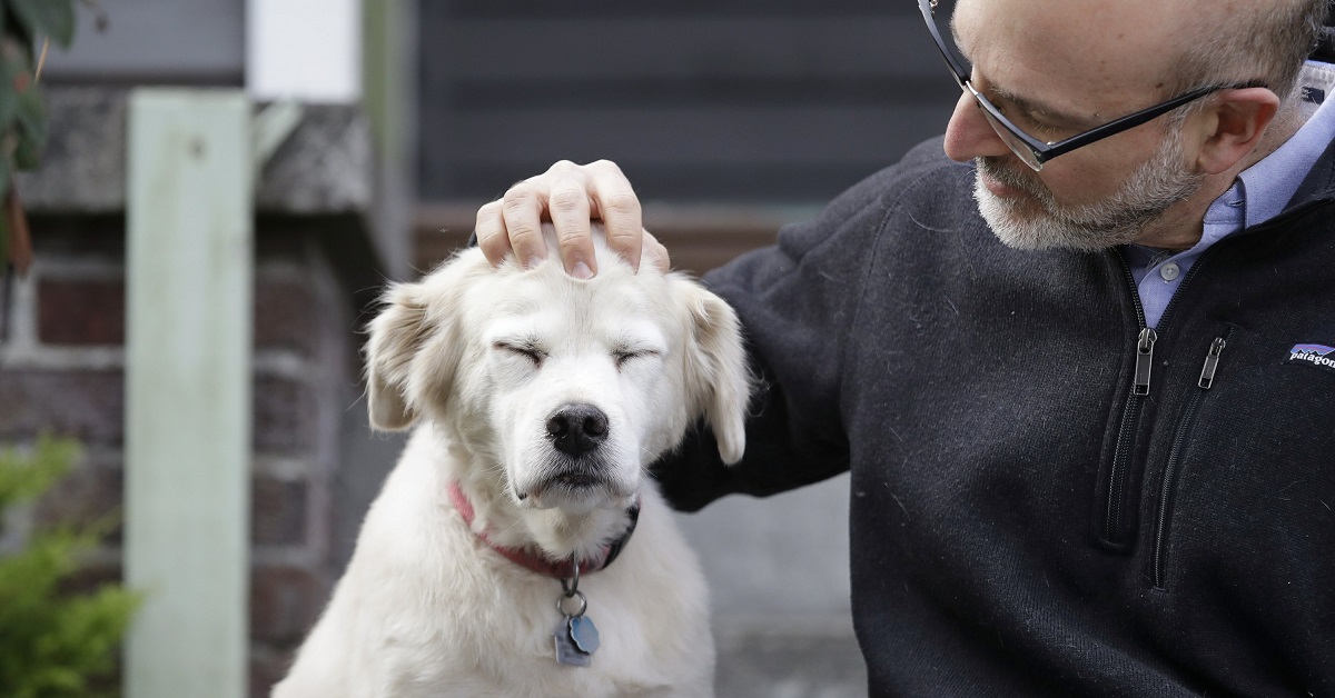 carezze al cane