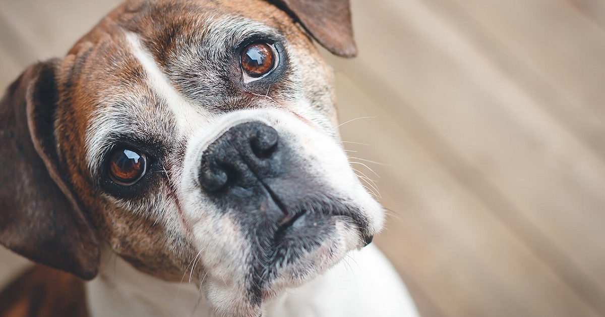 cane boxer anziano