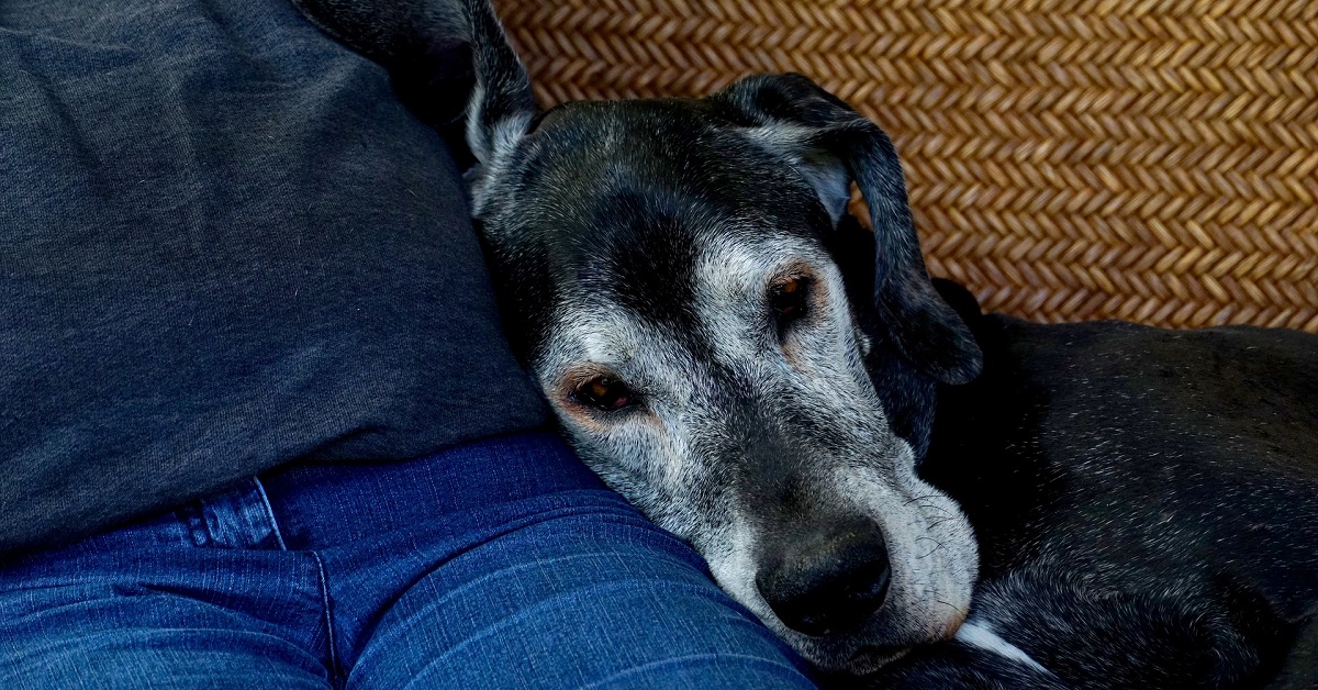 cane accanto a uomo