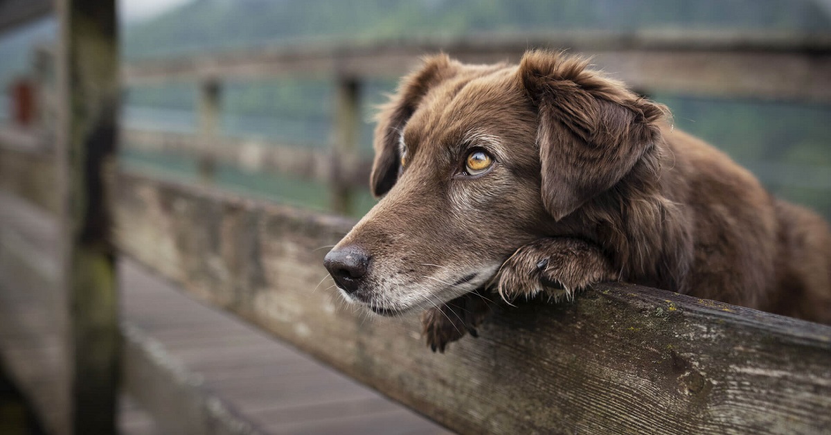 Cosa sapere sul tuo cane di 11 anni: attenzioni, cure e necessità