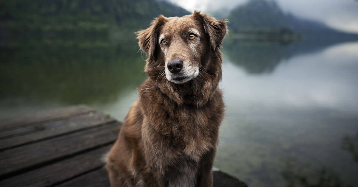 Cosa sapere sul tuo cane di 12 anni: tutte le cure, i dettagli, le attenzioni