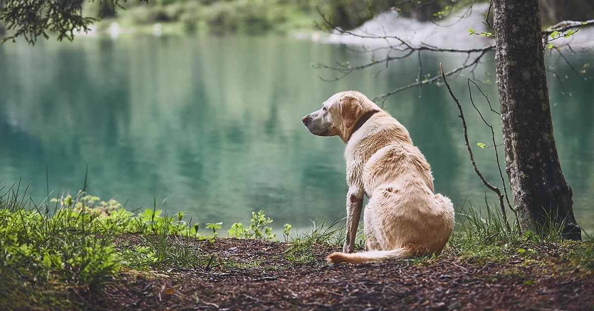 cane labrador al lago