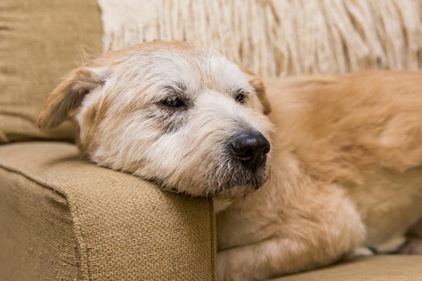 cane che dorme sul divano