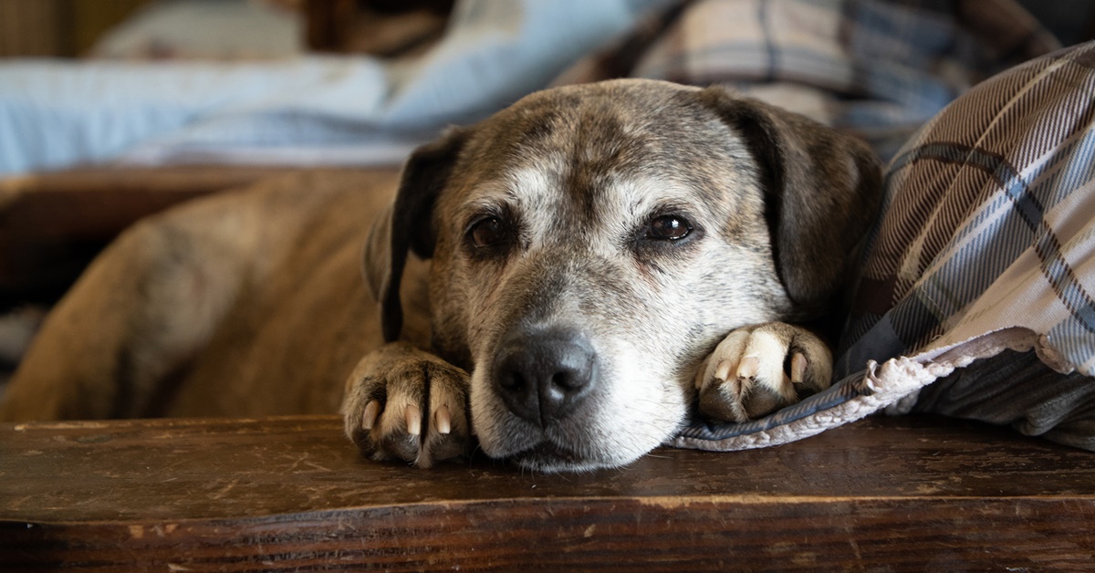 Cosa sapere sul tuo cane di 13 anni: bisogni, cure e necessità