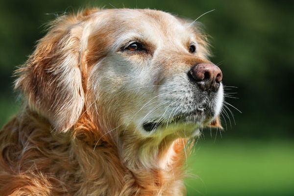 golden retriever anziano