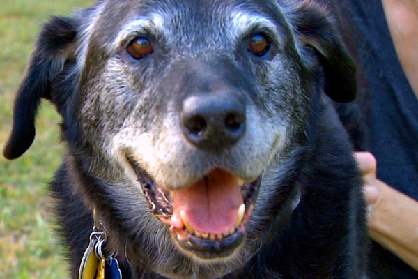 cane con l'espressione felice