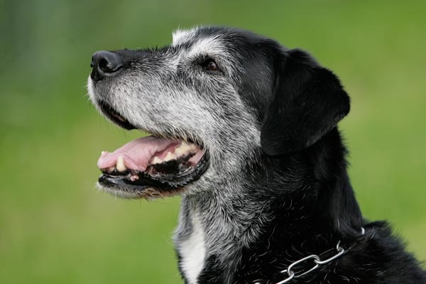 profilo del muso del cane