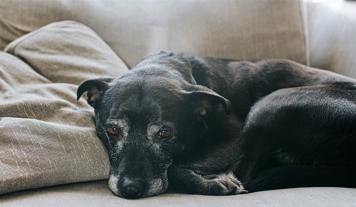 cane anziano che dorme sul divano