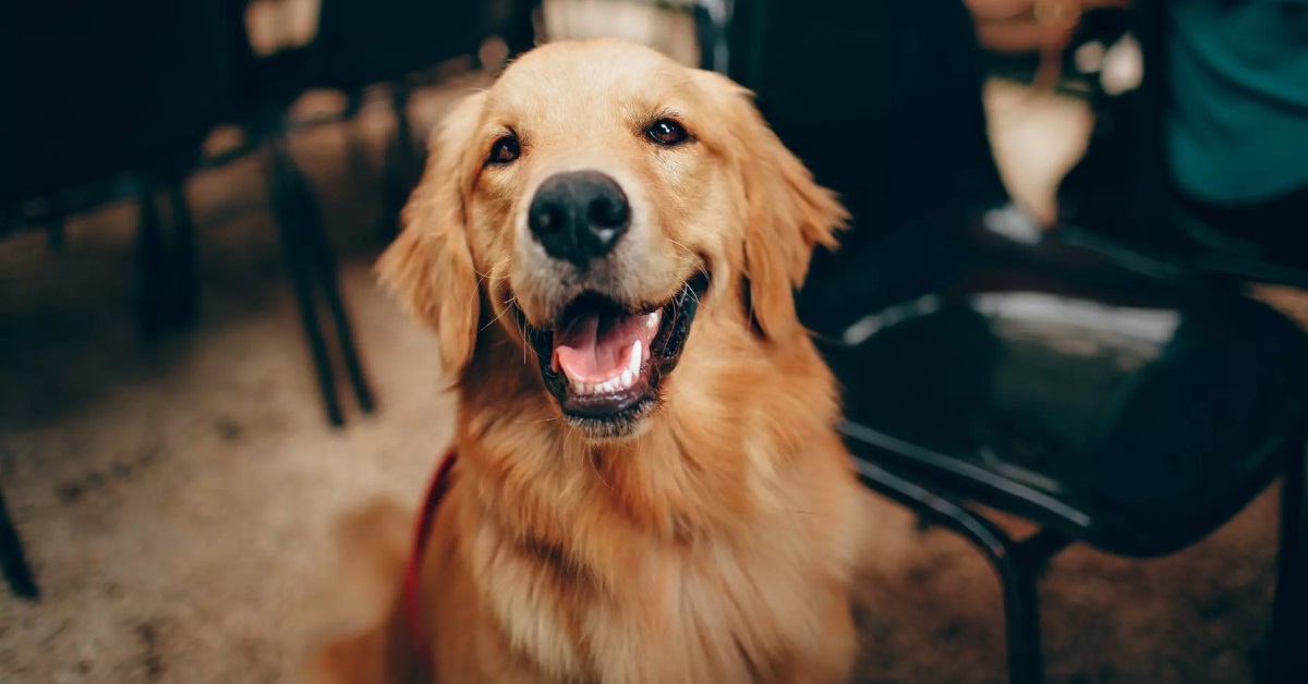 cane calmo e rilassato